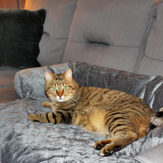 Cat blankets for cats hotsell