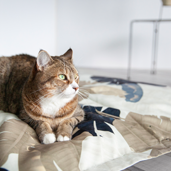 Housse stylisée pour coussin nuage, 2 tailles