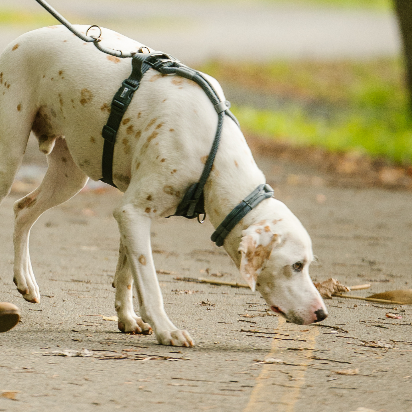 Luxury rope dog collar