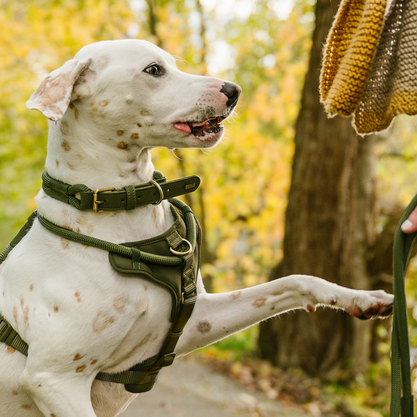 Luxury rope dog collar