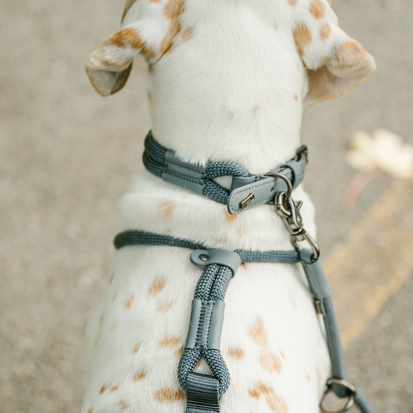 Luxury rope leash