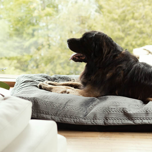 Orvis dog deals blankets