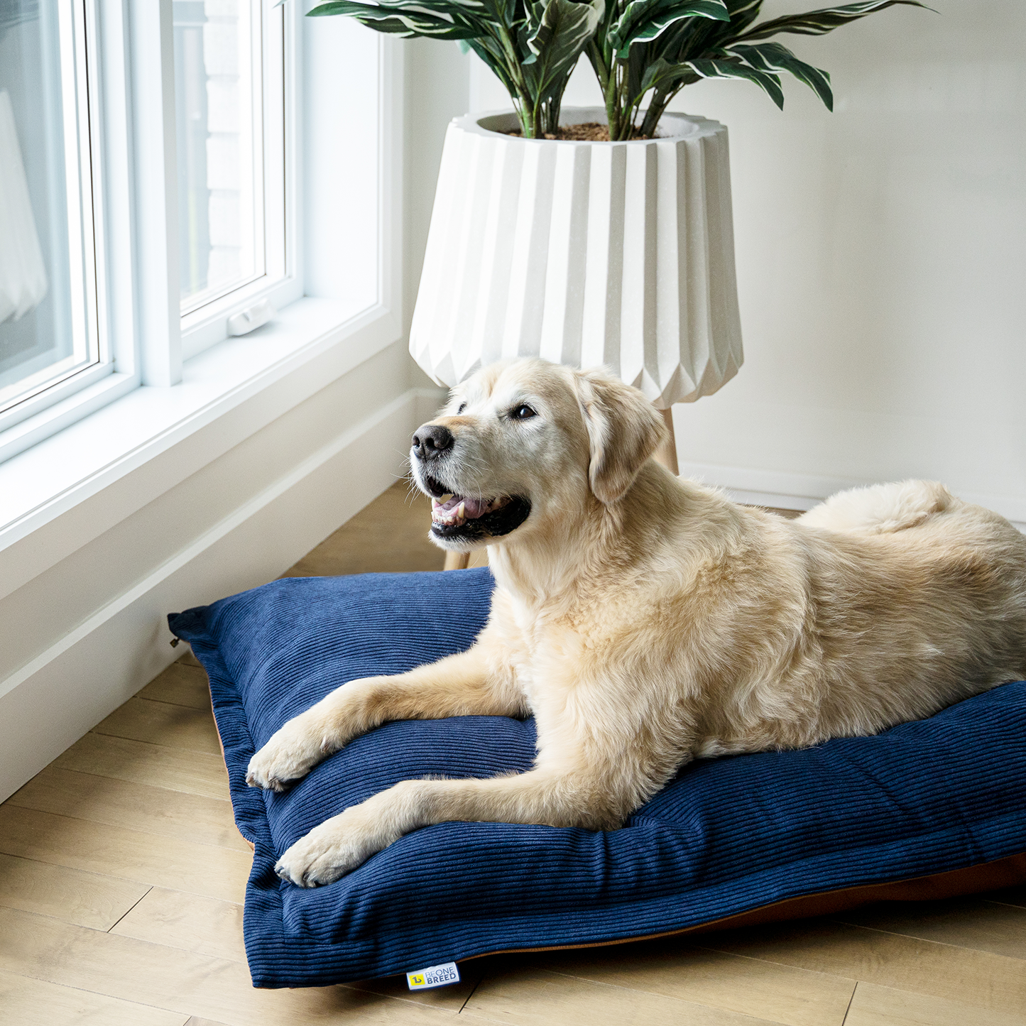 Memory foam dog bed, reversible corduroy style
