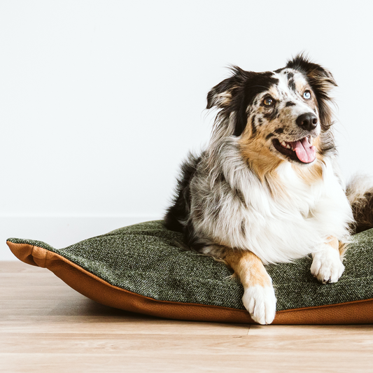 Dogs Beds blankets BeOneBreed