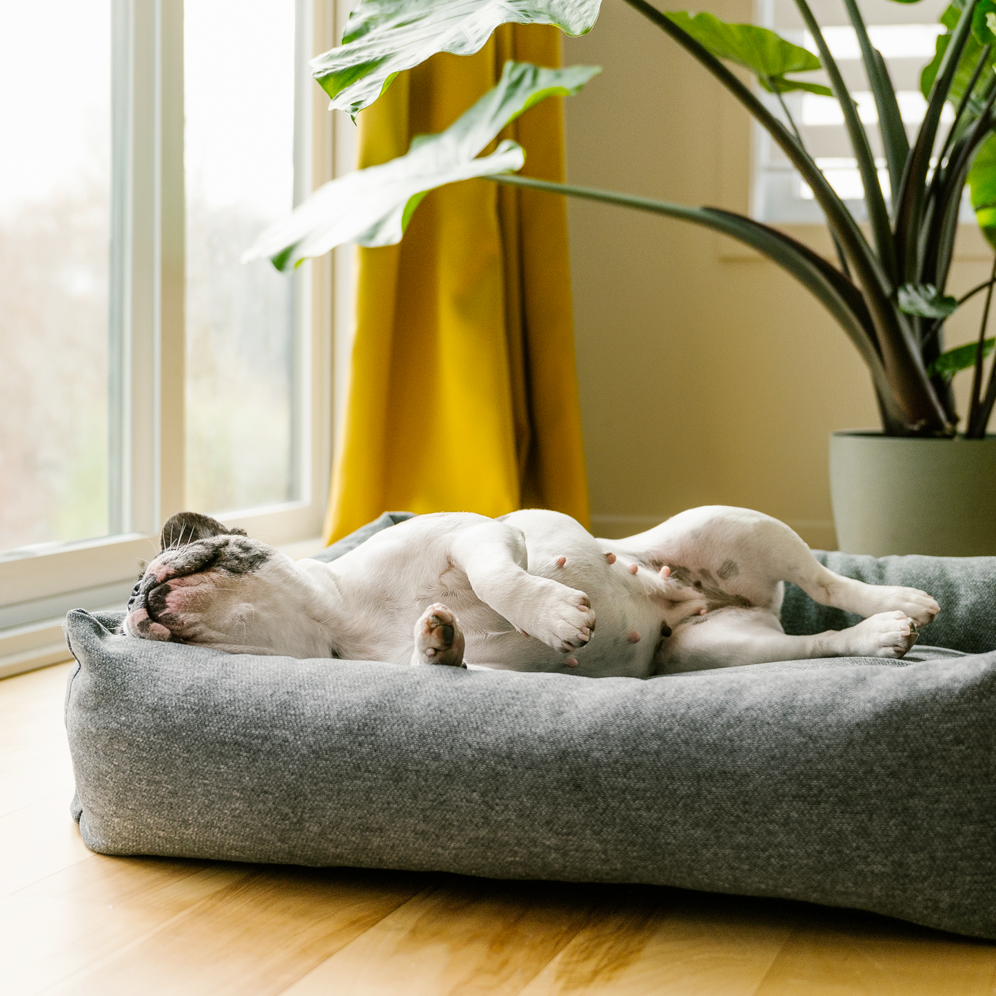 Memory foam orthopedic bolster cozy dog bed, 2 sizes