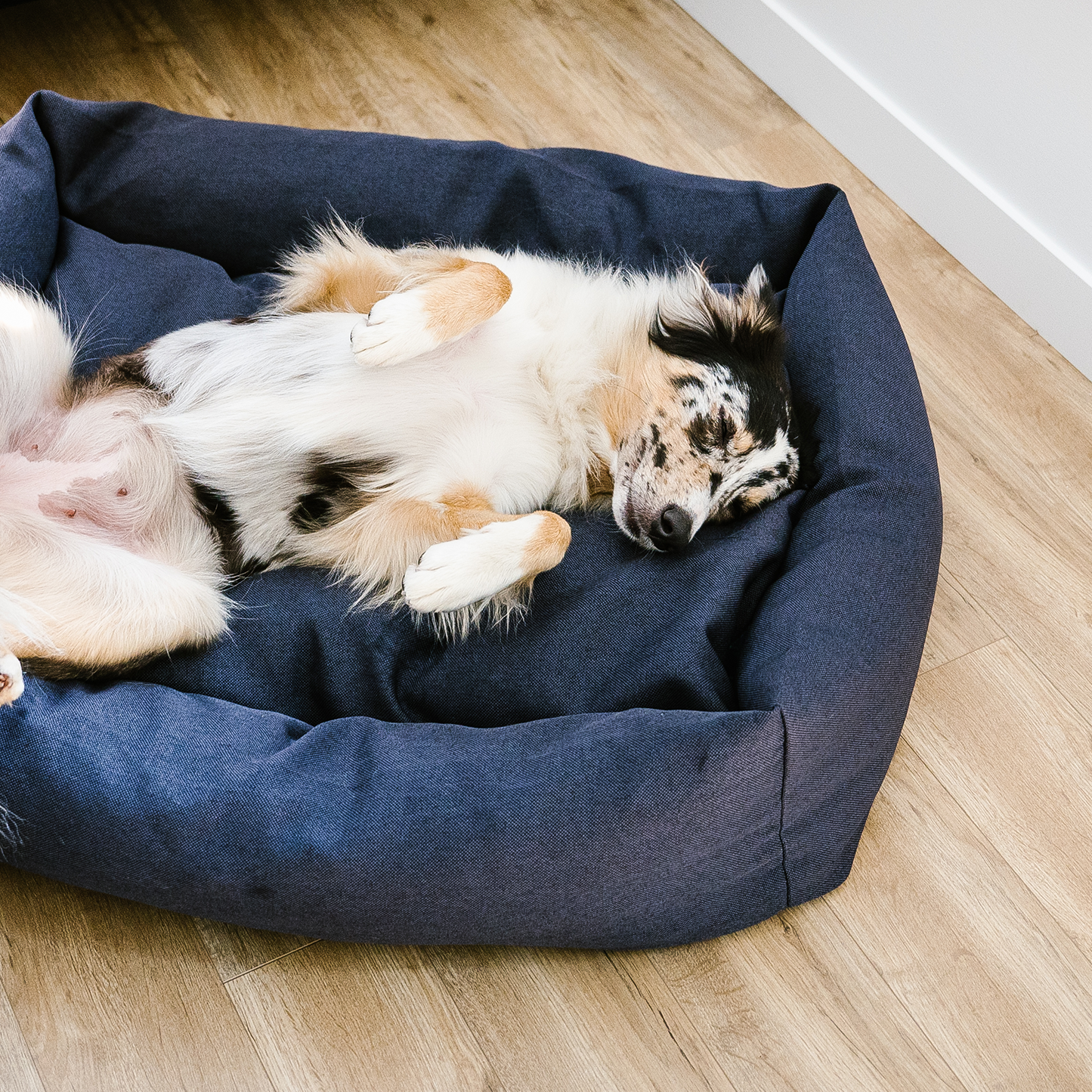 Pet shop online dog beds