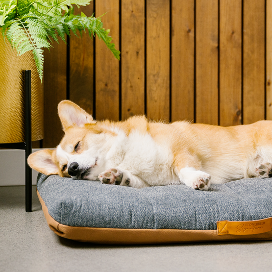 Orthopedic Dog Bed – Made In Germany, Choose Fabric & Size (S To XXL)