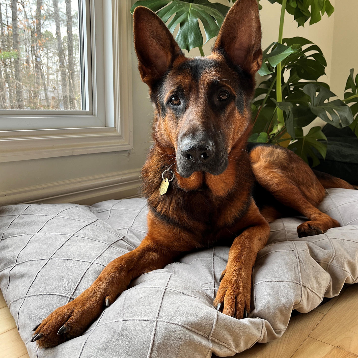 Memory foam pet bed, gray style