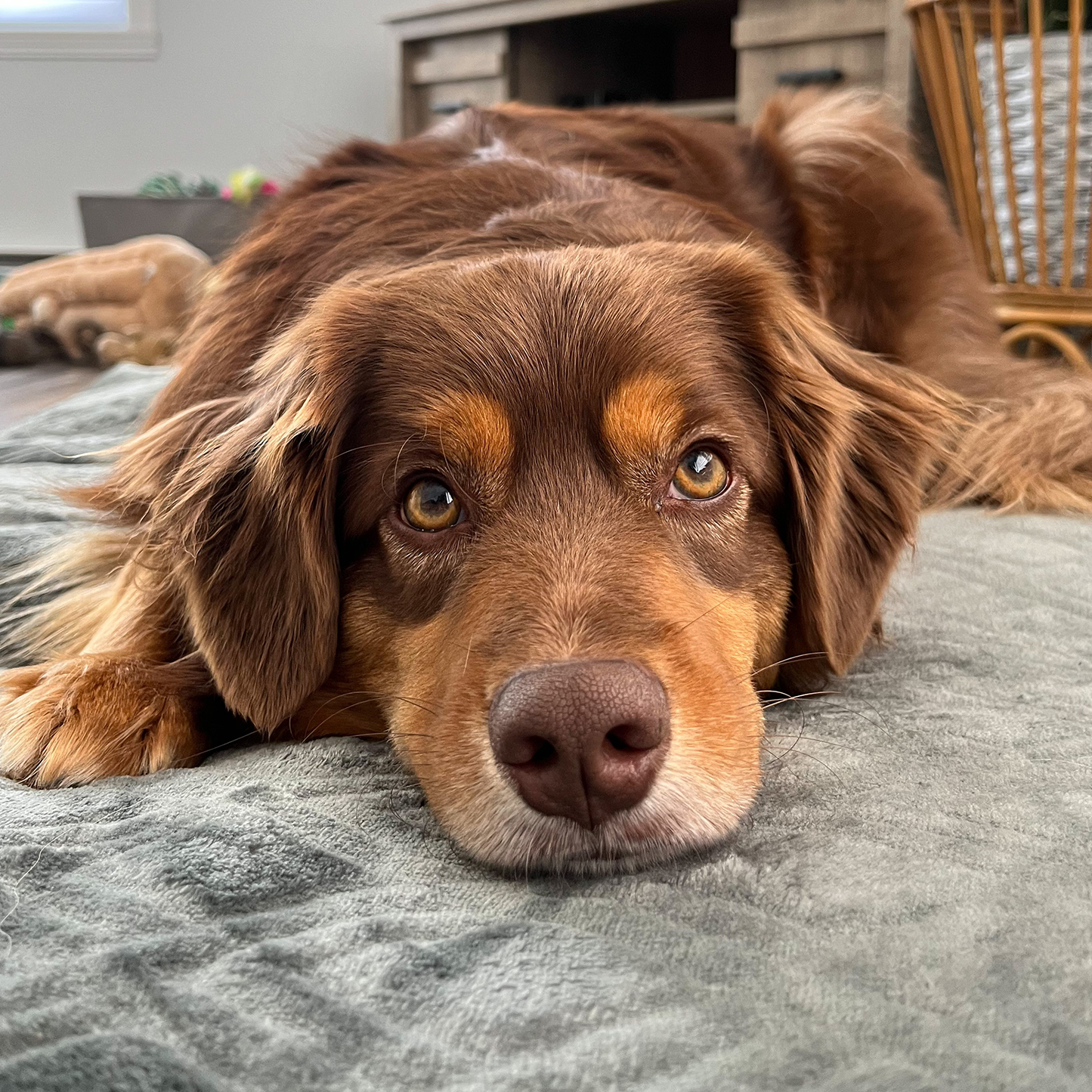 Memory foam pet bed, steal gray style