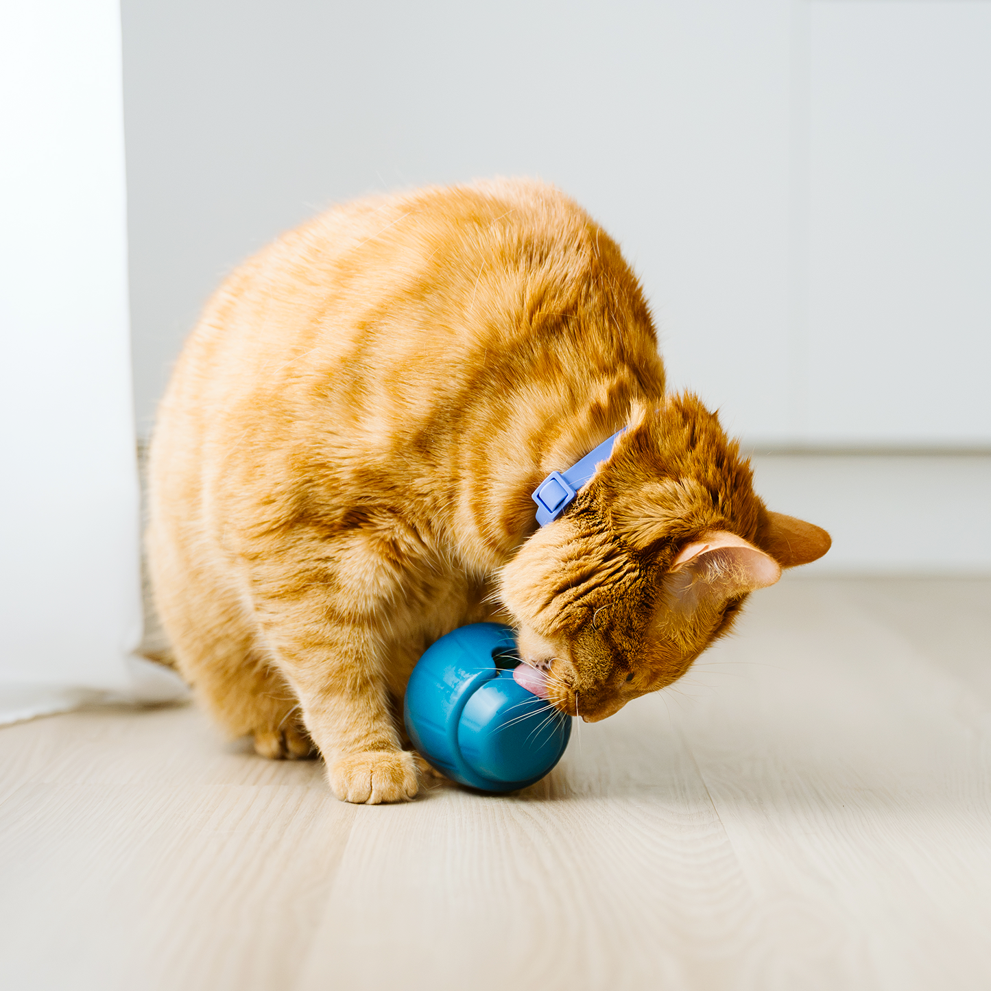 OBEE! Cat Snak treat dispensing cat toy
