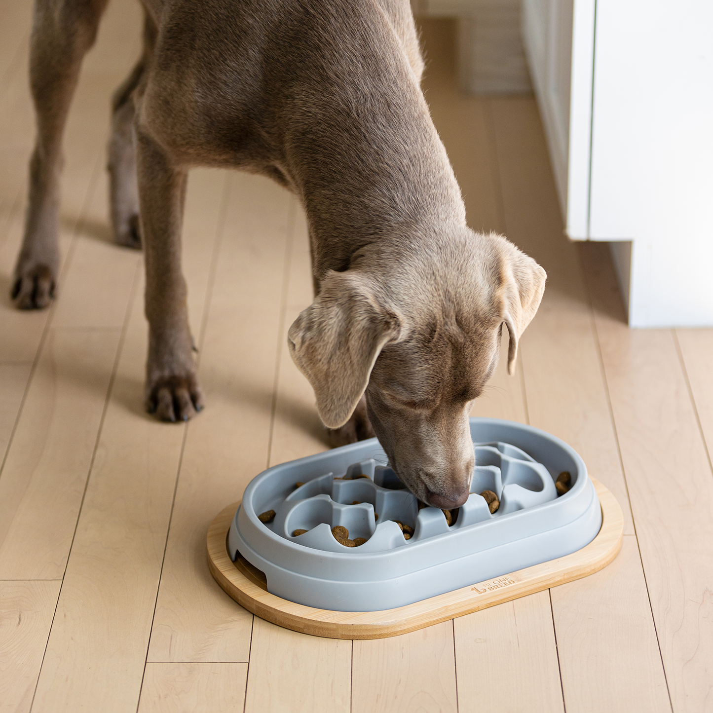 Dog food bowl clearance slow feeder