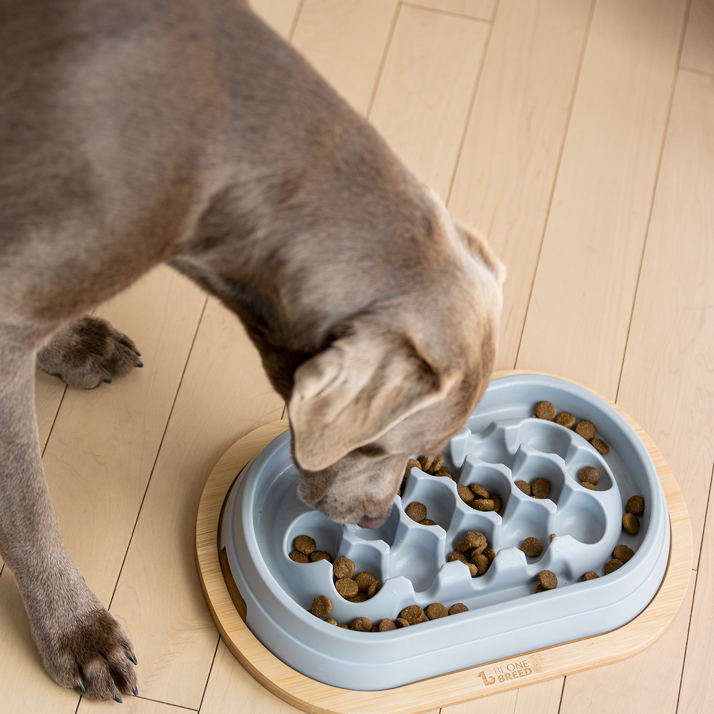 Slow feeder for dog, gray