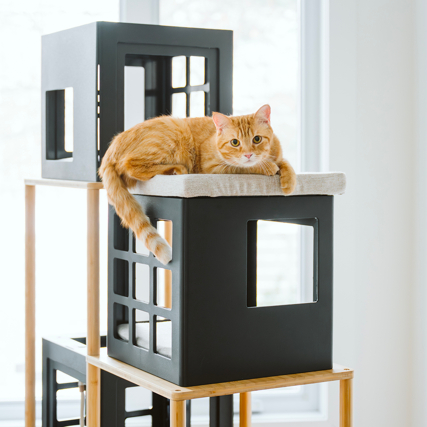 ModuKatt tree