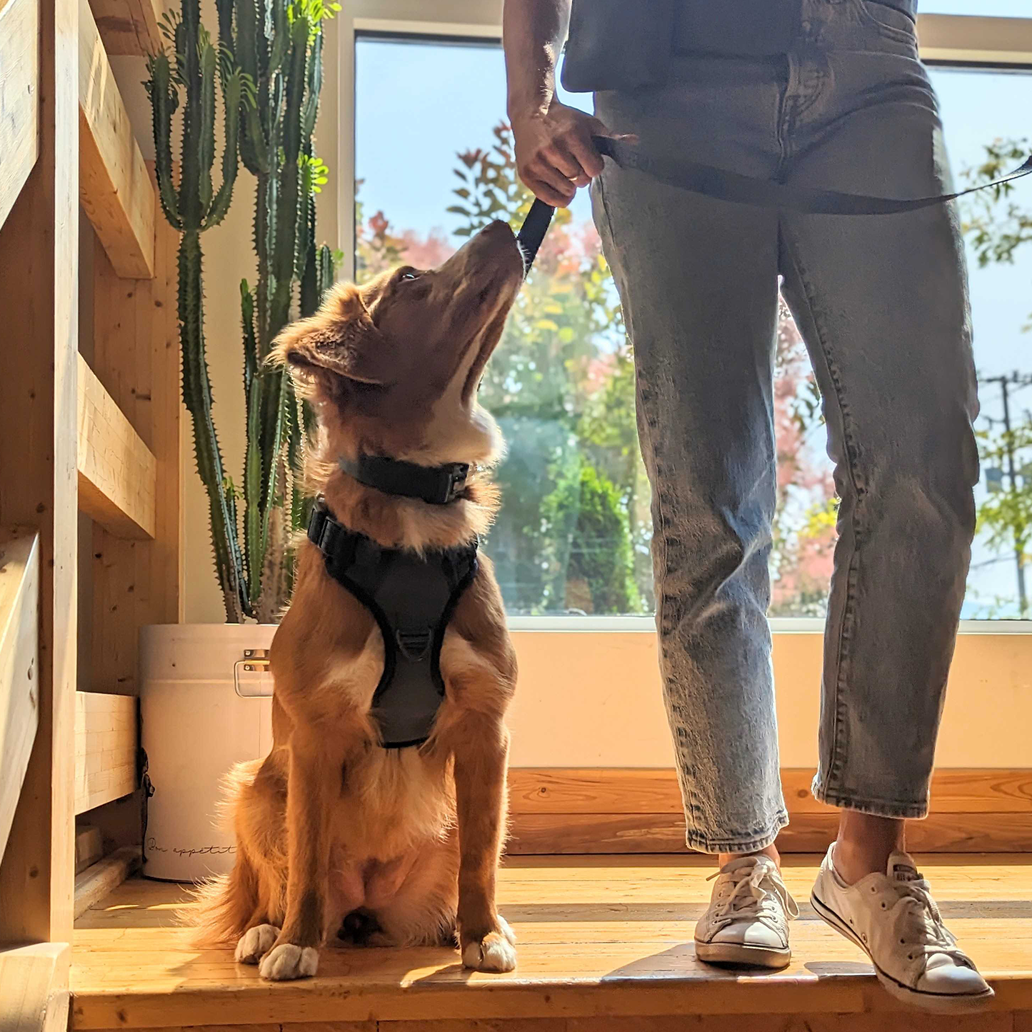 Dog sales collar kits