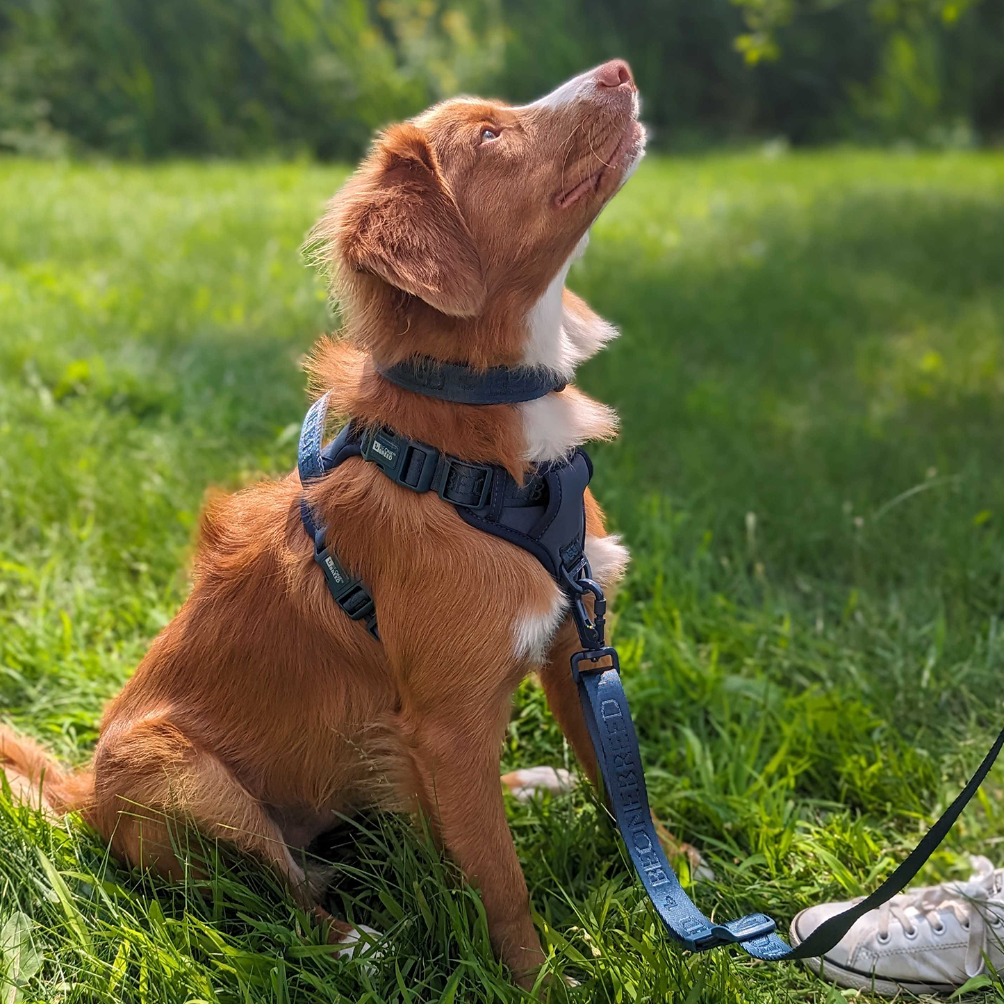 Padded hot sale dog leads