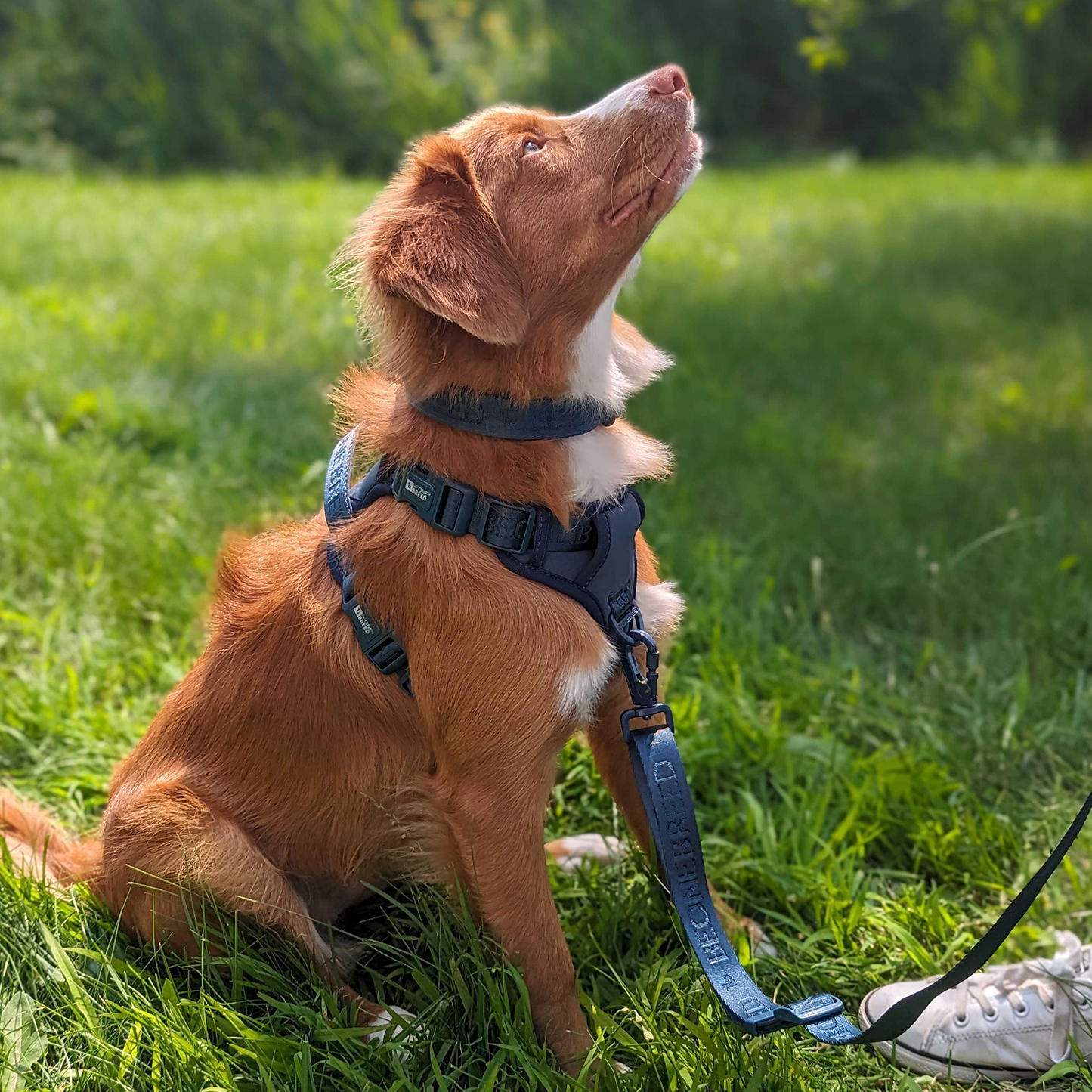 Neoprene and nylon dog collar, teal