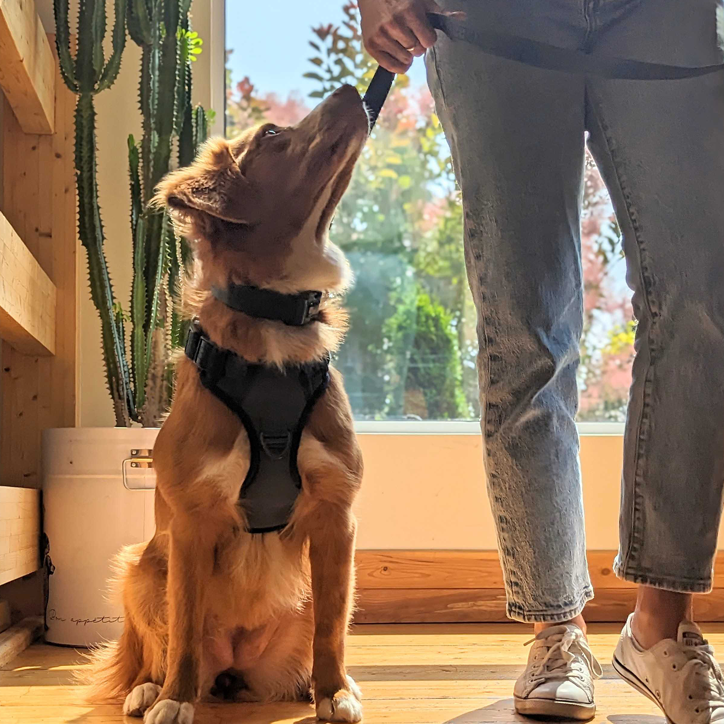 Neoprene and nylon dog harness, teal