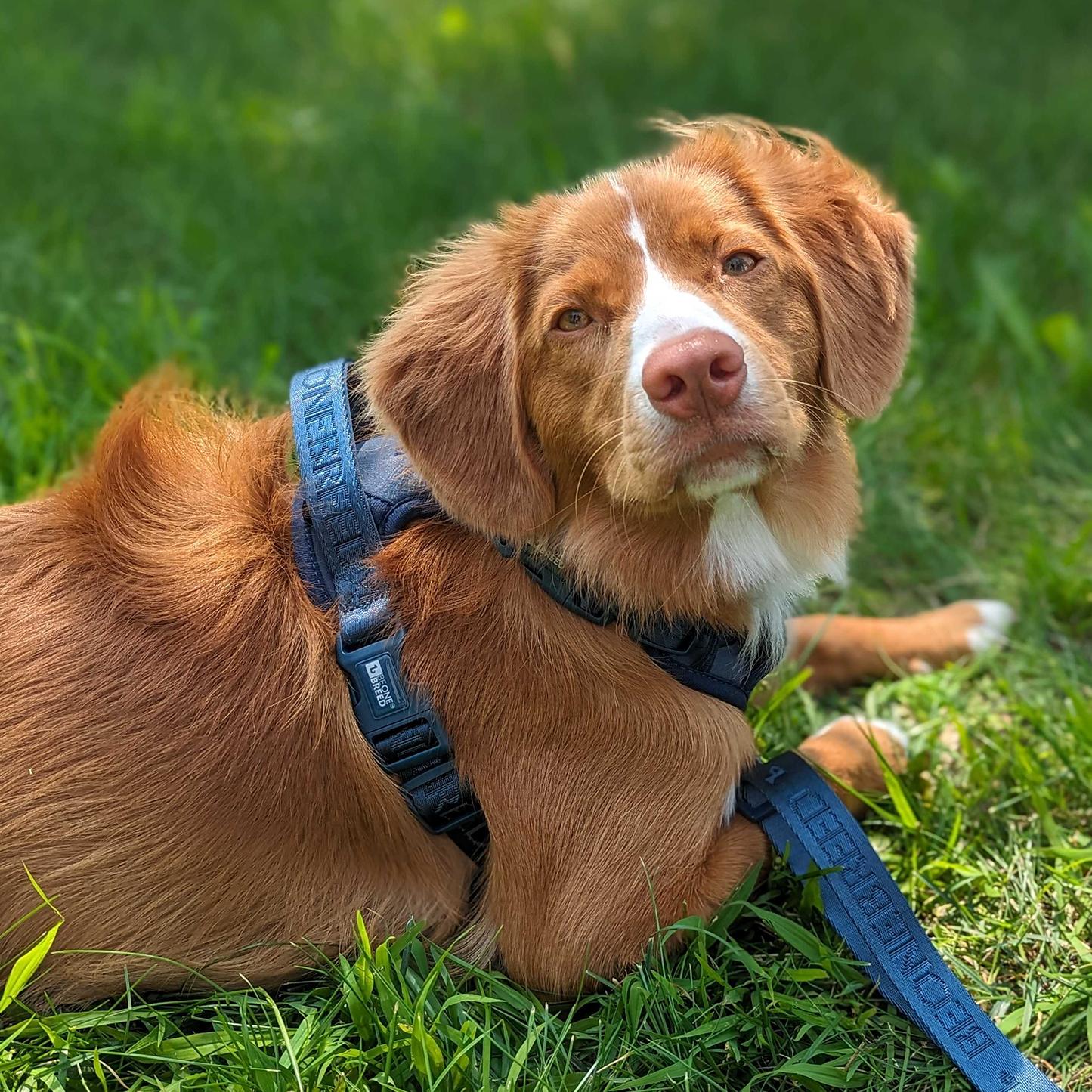 Neoprene and nylon dog harness, teal