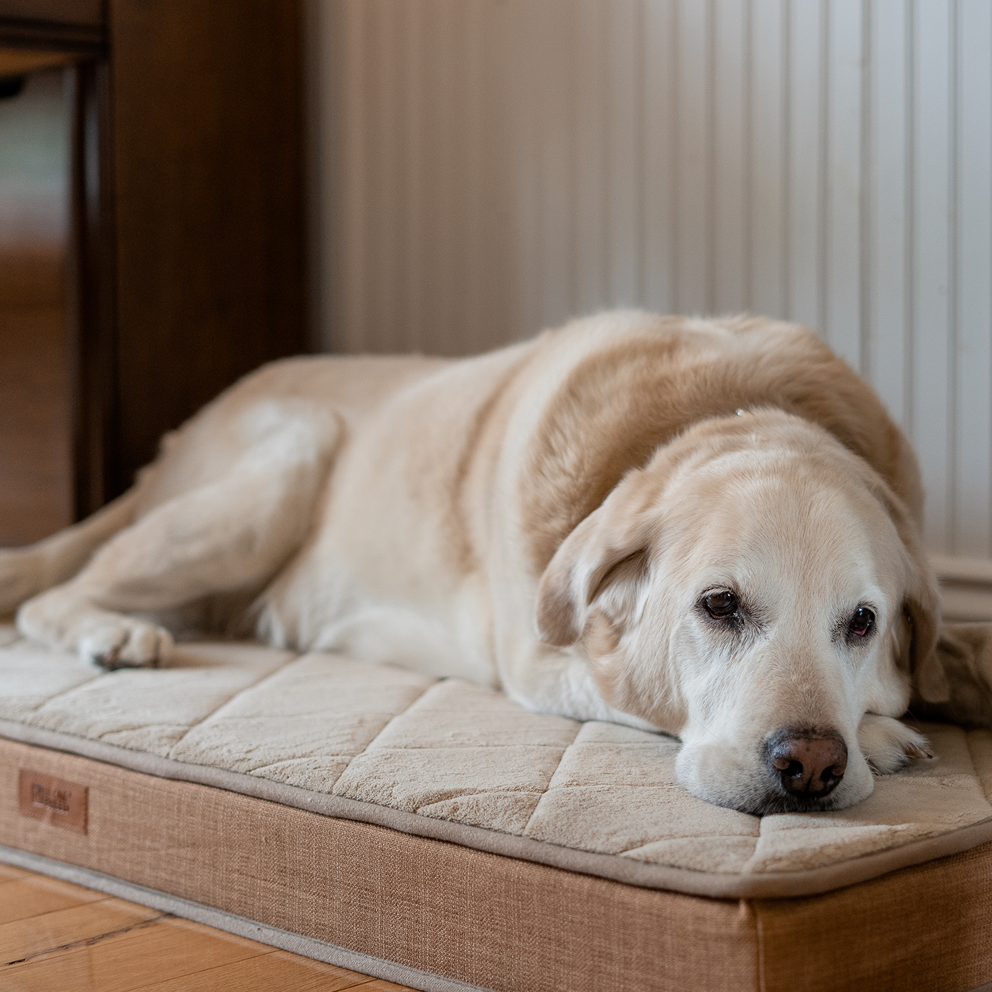 Orthopedic memory foam dog bed, beige
