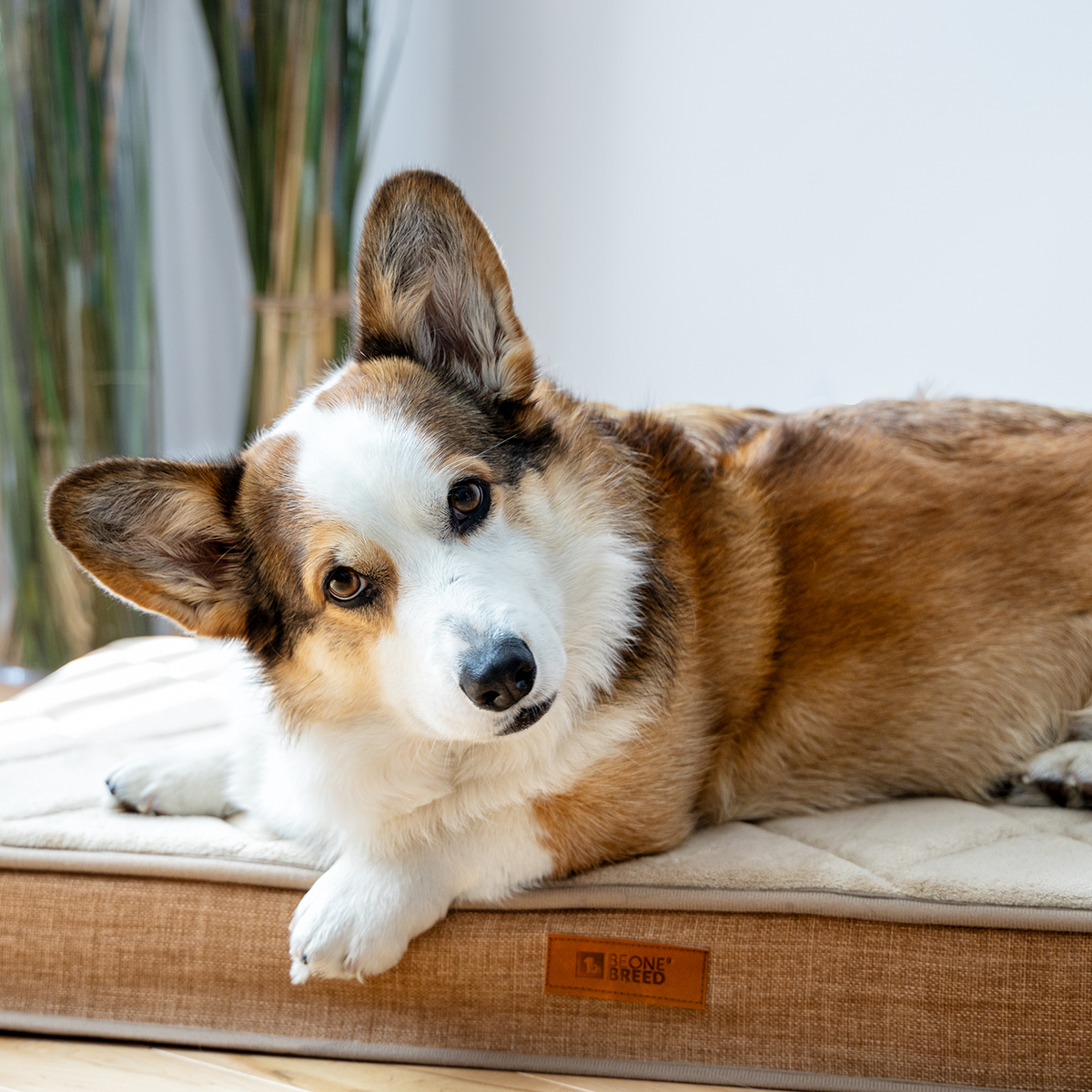 Diamond dog outlet bed