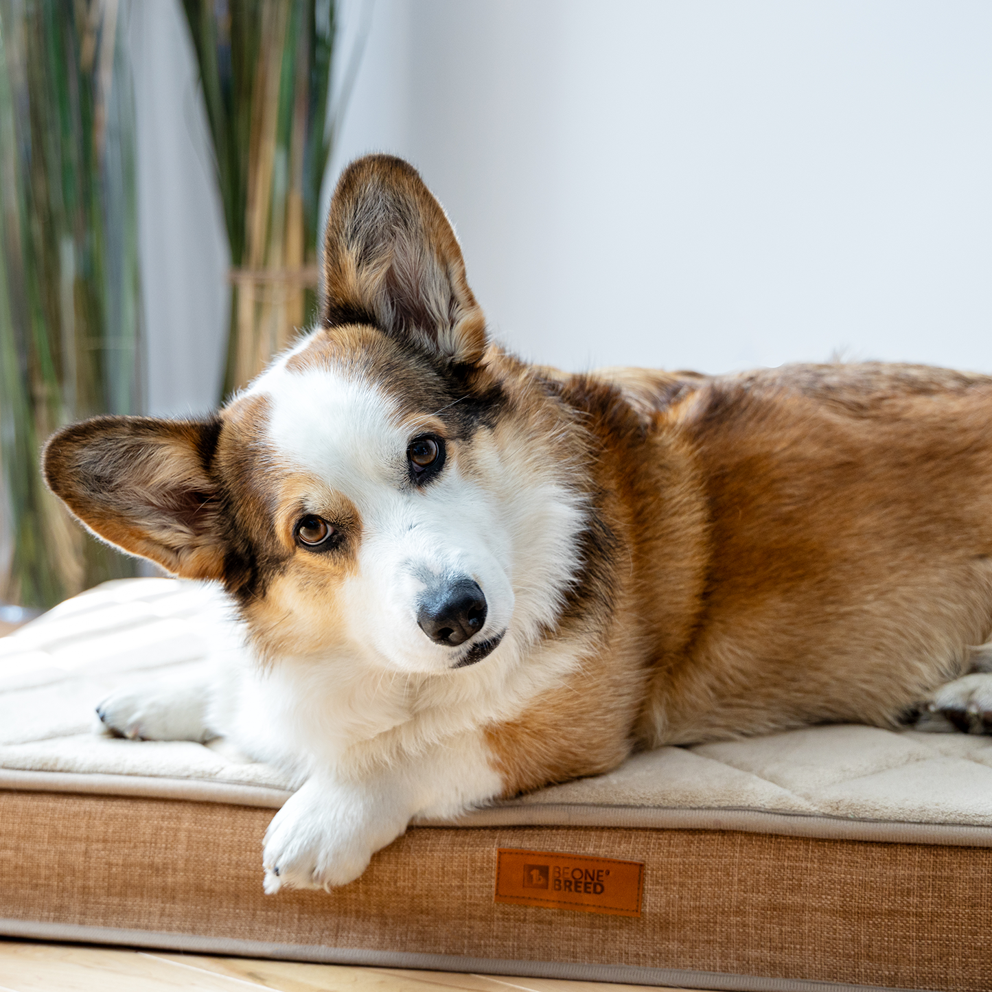 Orthopedic memory foam dog bed, beige