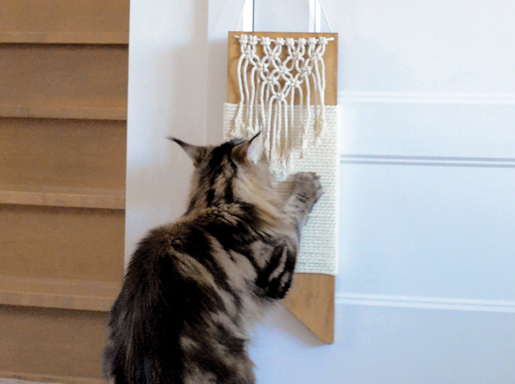 How to protect sales walls from cat scratching