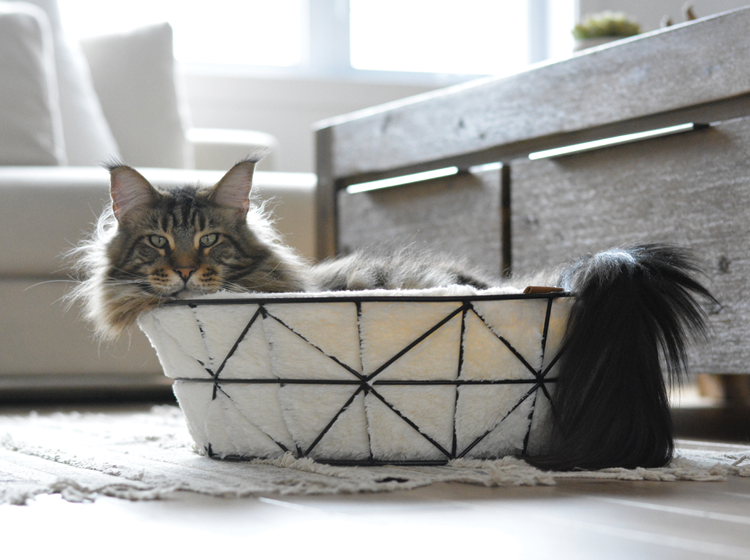 BeOneBreed,Cat, Wire Basket & Cushion - Ren's Pets