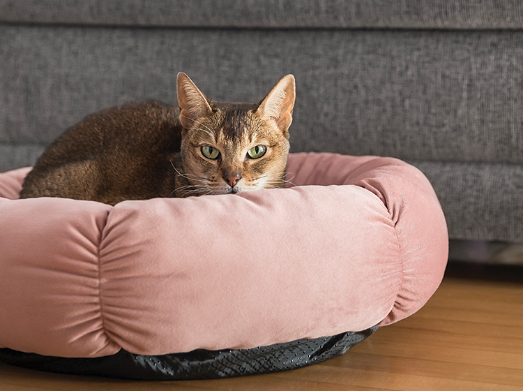 Round velvet bed for cat and small dog, pink