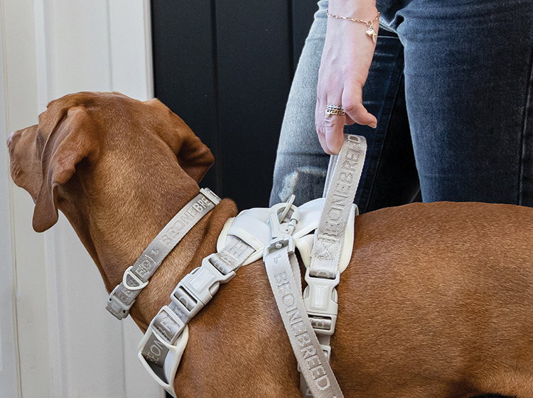 Neoprene and nylon dog harness