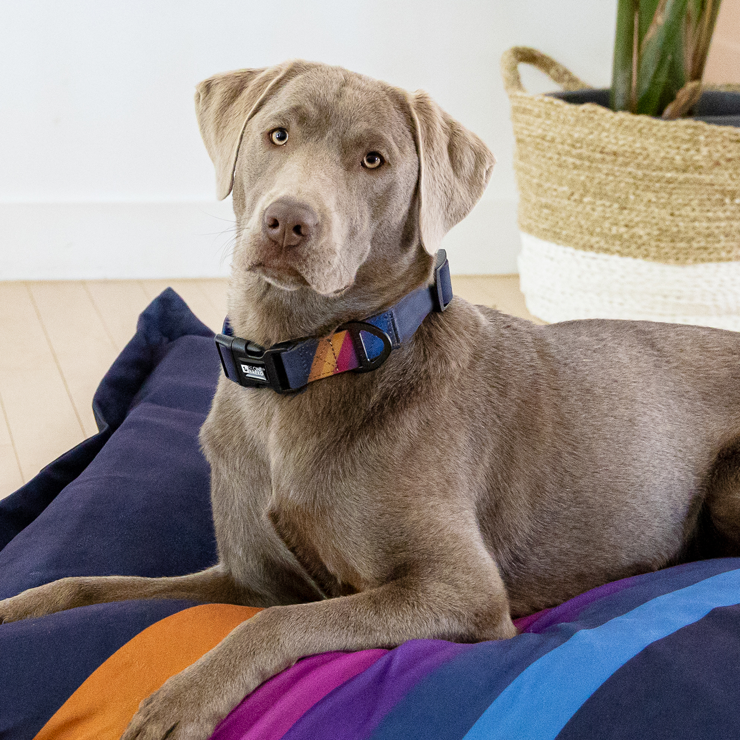 Dog collars shopify best sale