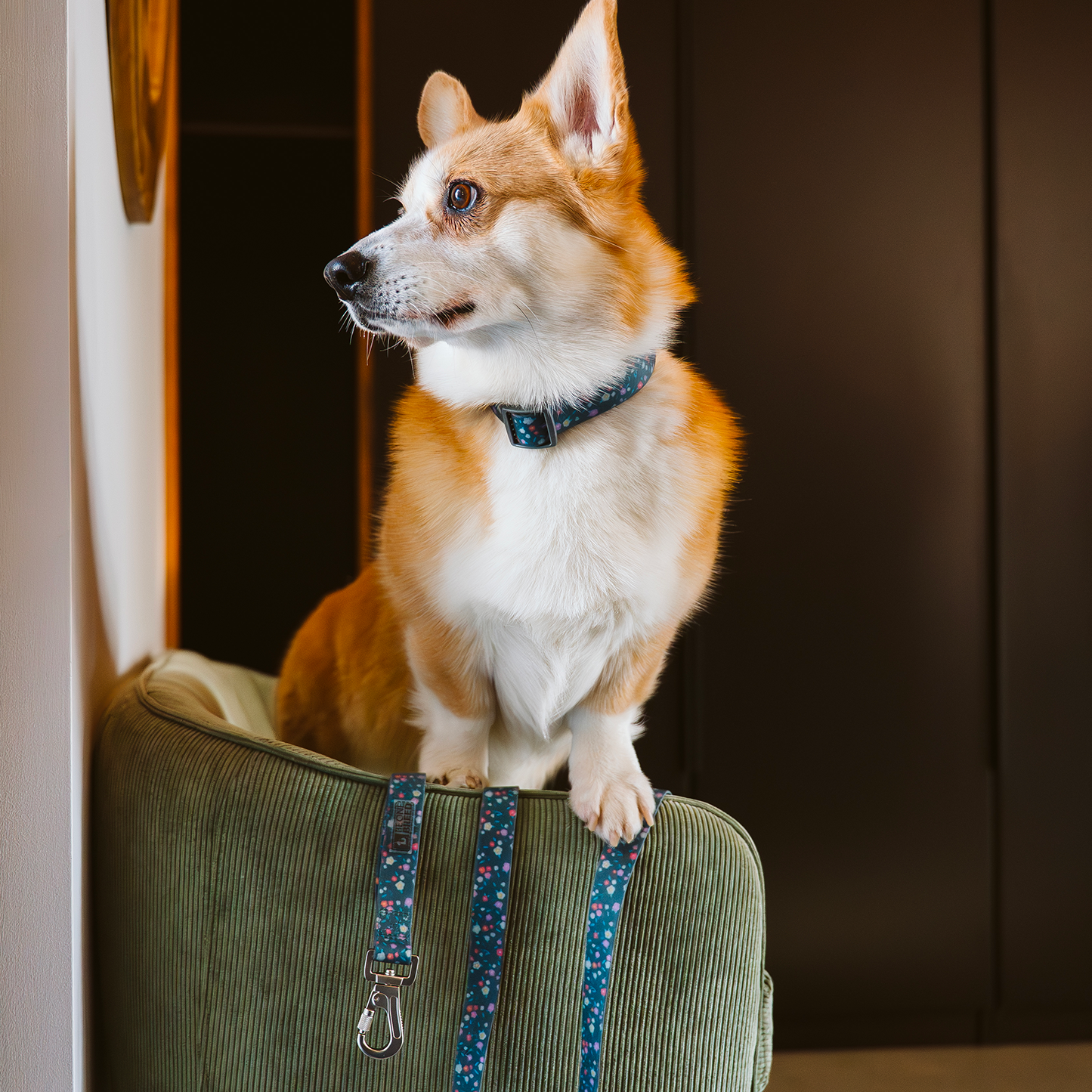 Collier en silicone anti-odeurs pour chien