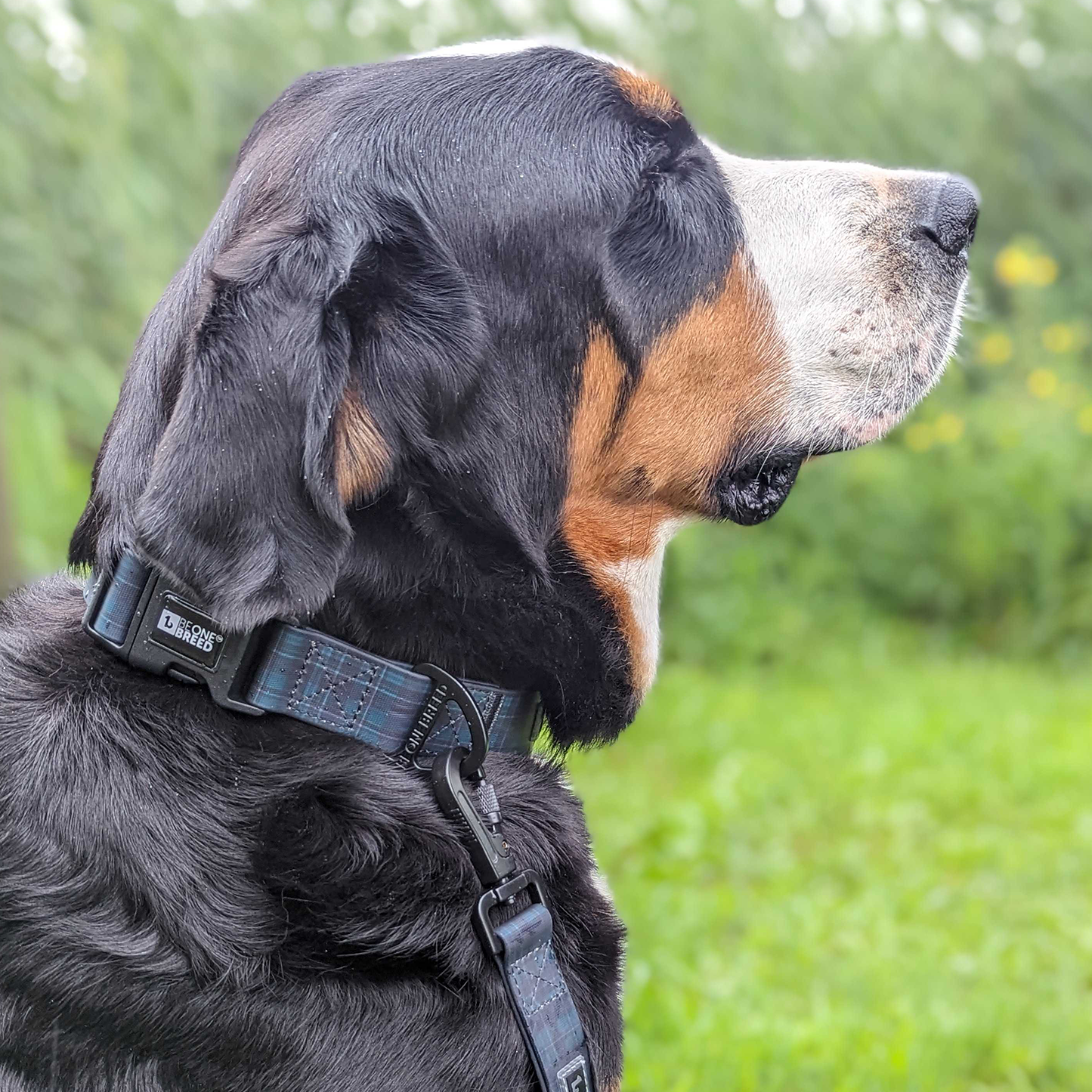 Dog collars near clearance me