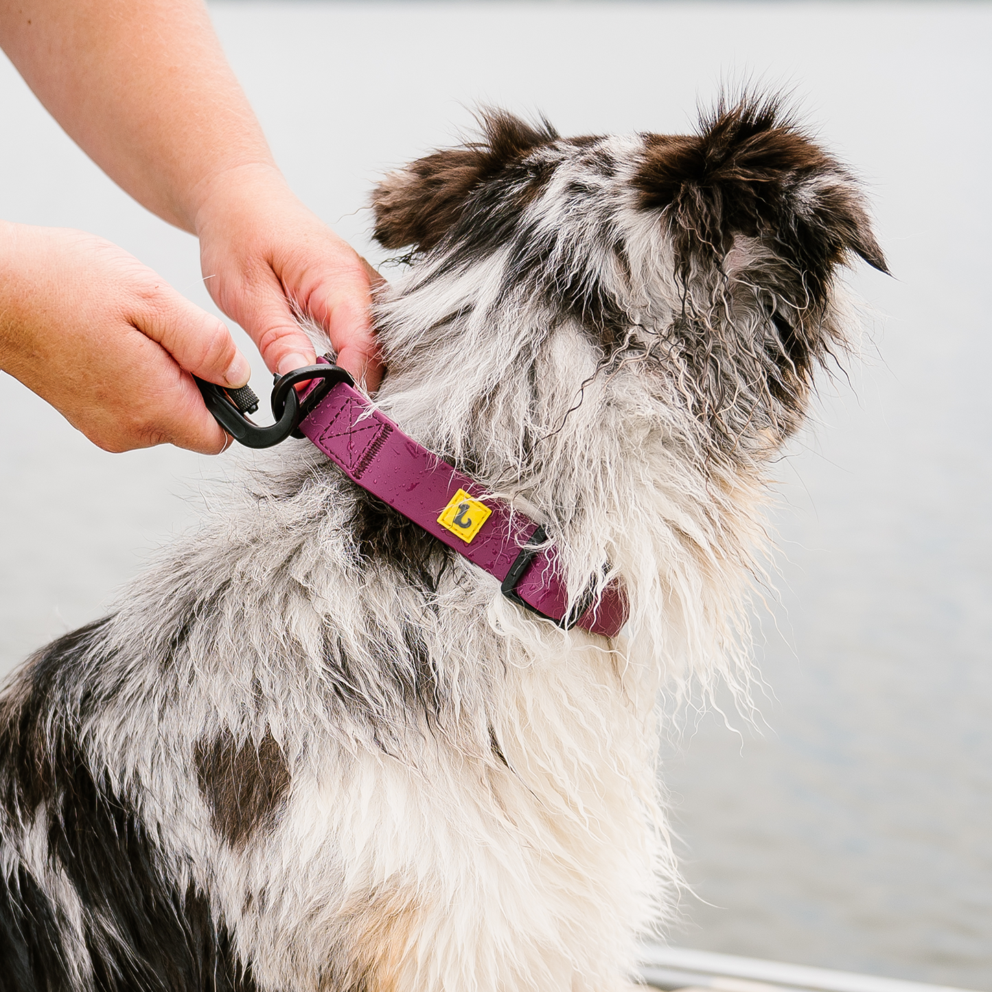 Dog top collar rubber