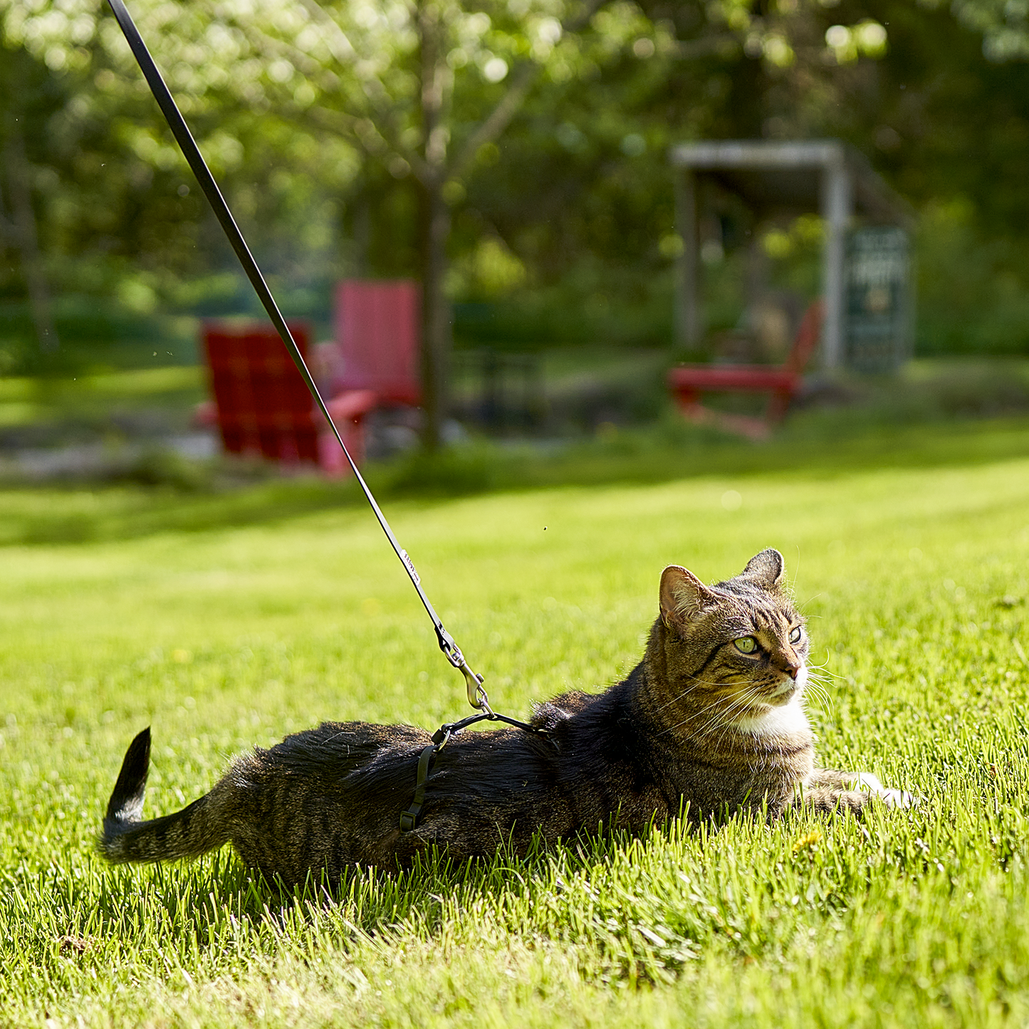 Ensemble harnais et laisse pour chat en silicone
