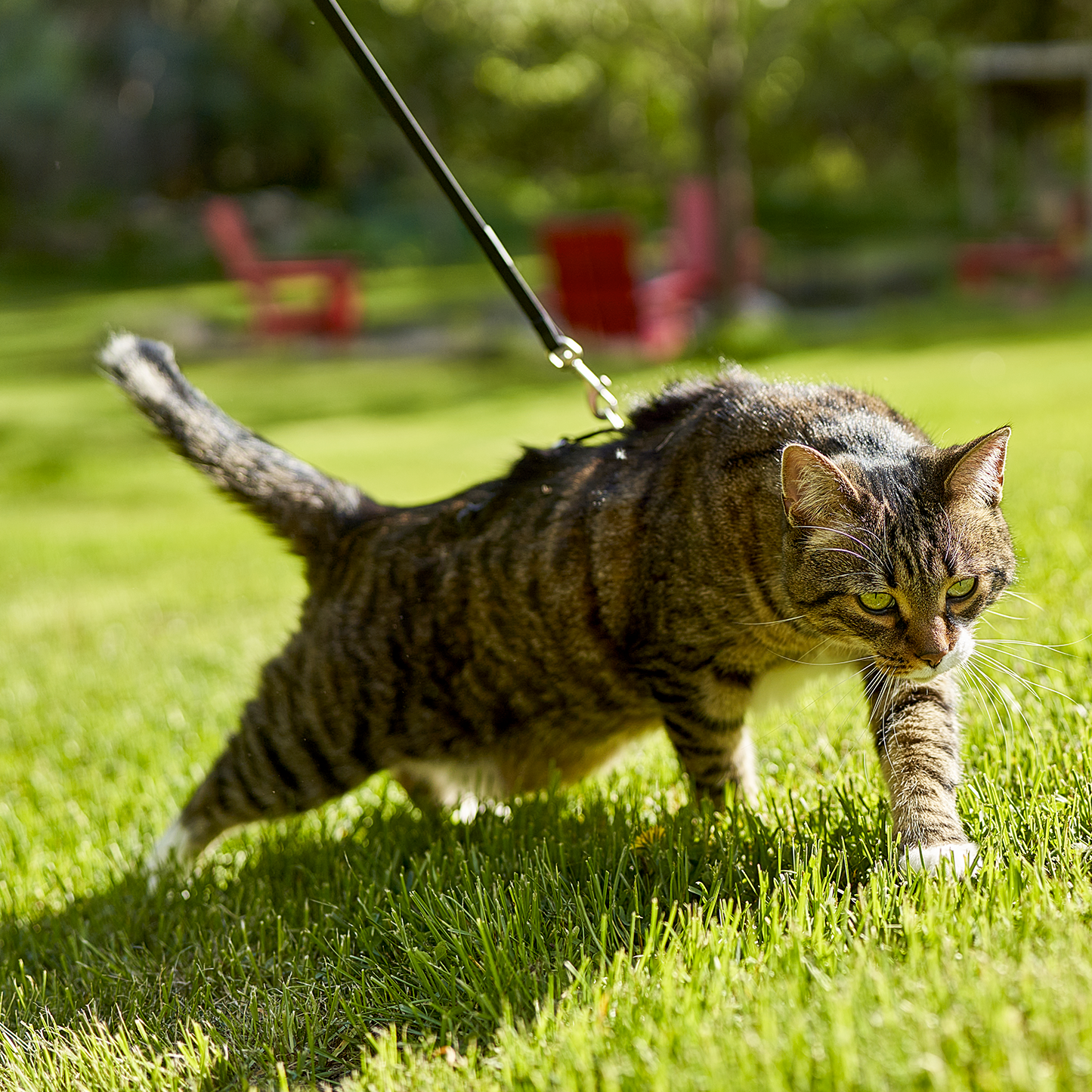 Ensemble harnais et laisse pour chat en silicone