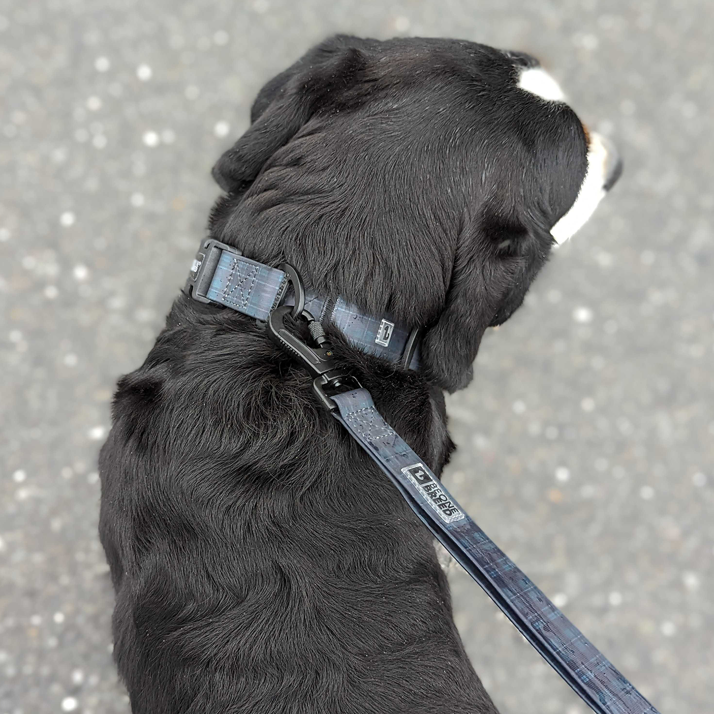 Silicone leash for dog, varsity plaid style
