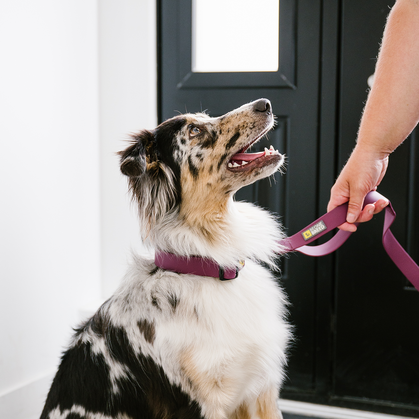 Silicone leash for dog, wild rose style