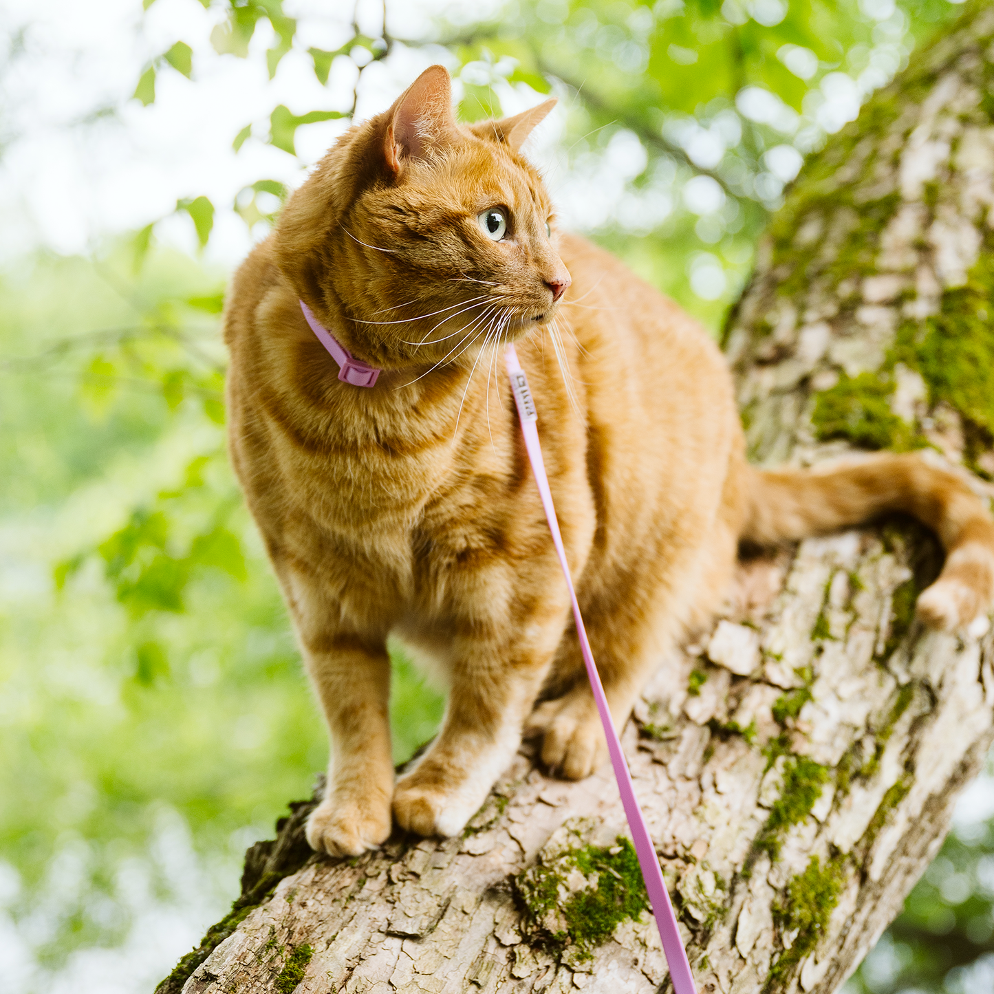 Ensemble harnais et laisse pour chat en silicone