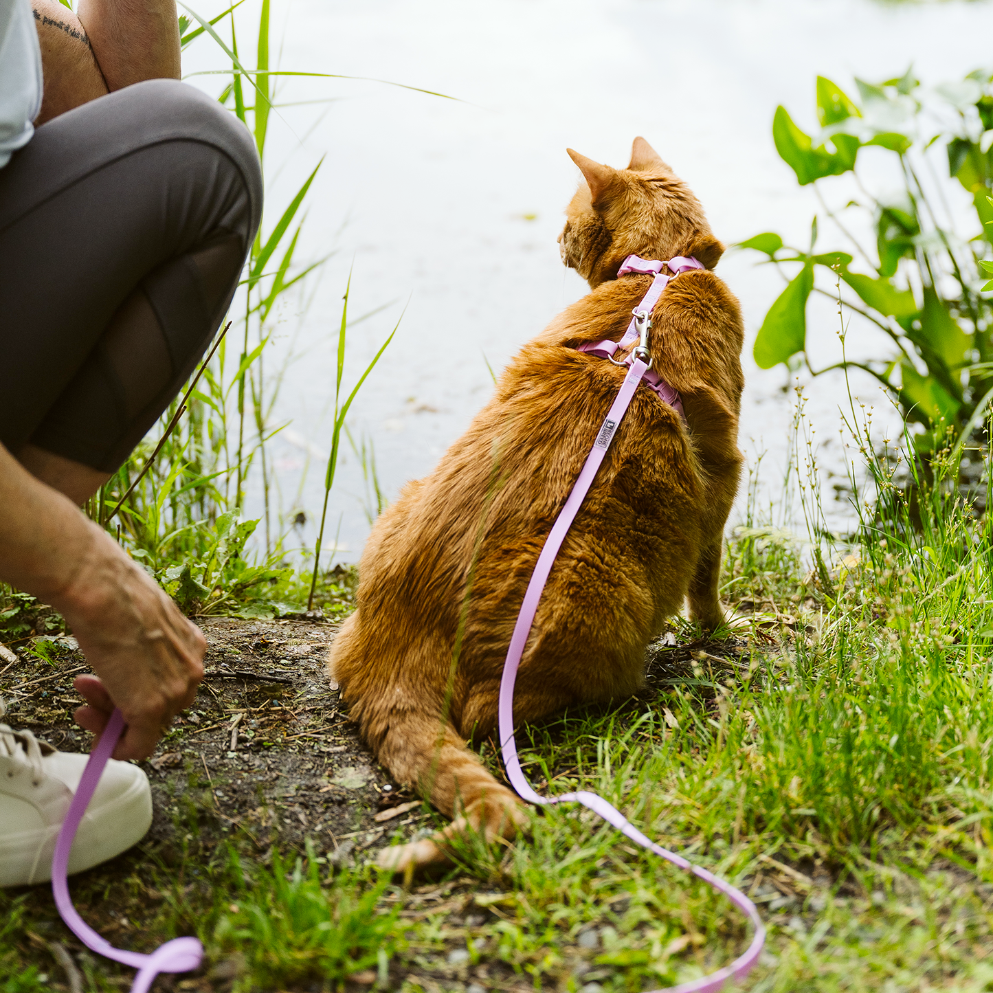 Ensemble harnais et laisse pour chat en silicone