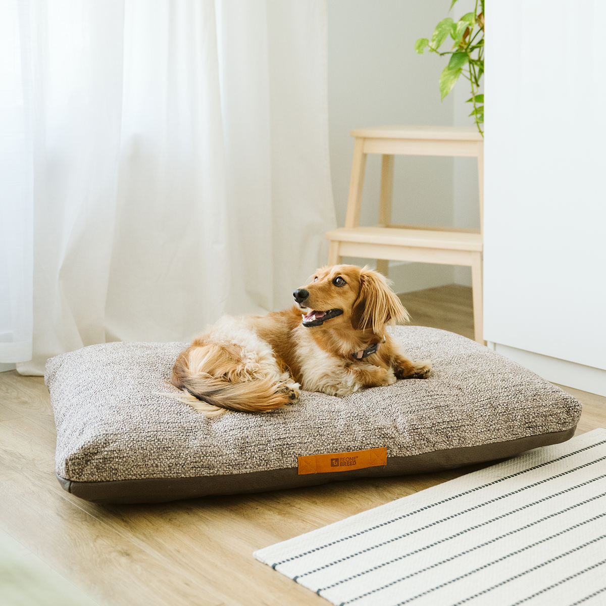 Housse de futon Walter - Futon d'or - Matelas naturels