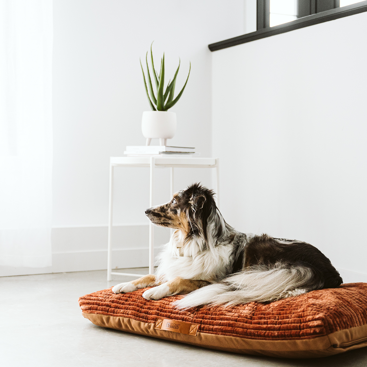 Dog bed covers canada hotsell