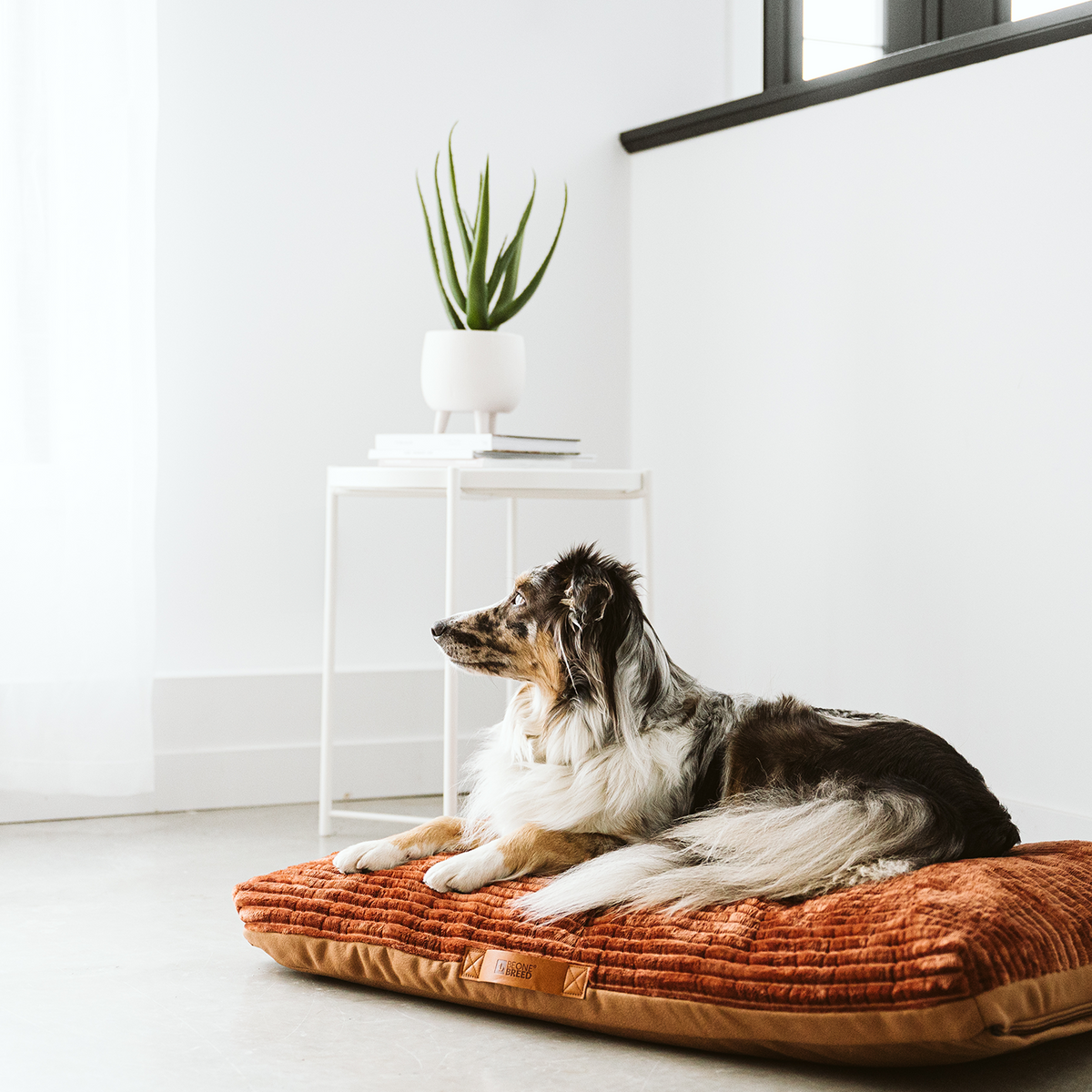 Dog bed covers canada hot sale