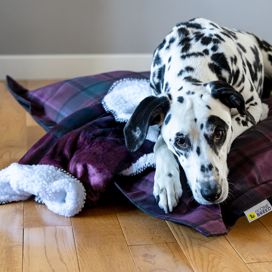 Dog blankets online sale