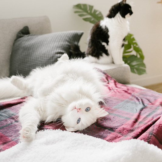 Warm cat blanket hotsell