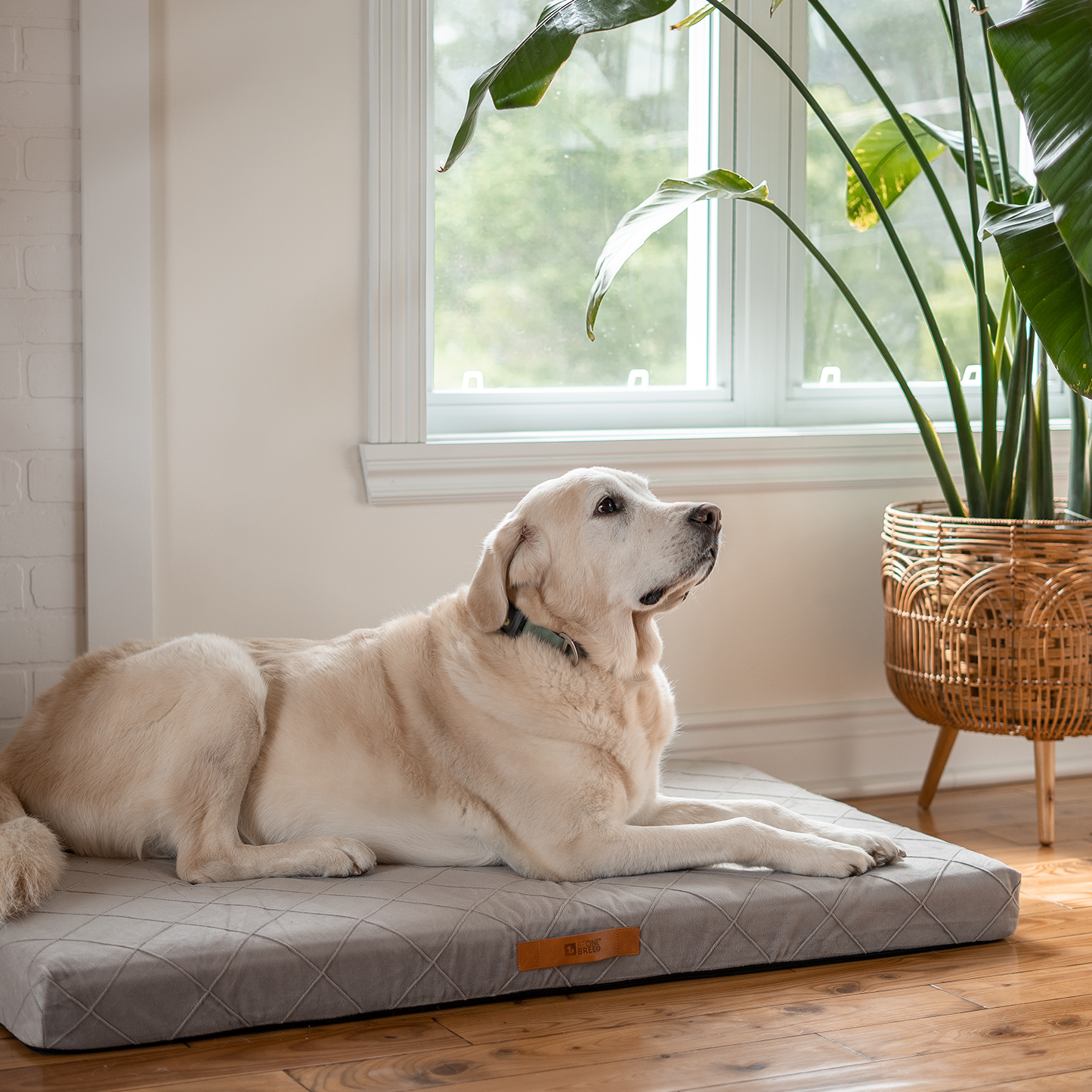 Supplementry sky dog bed cover