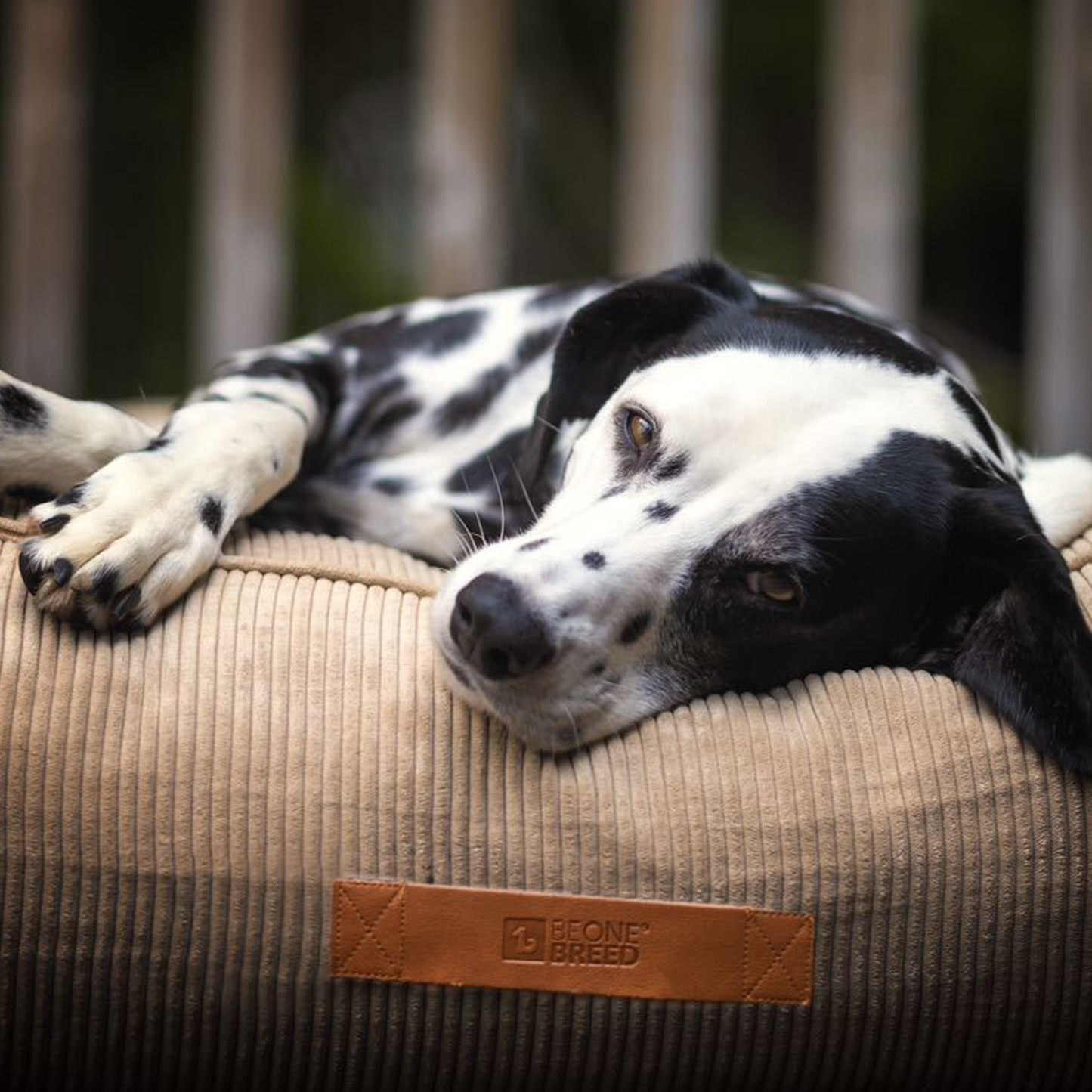 Lab top dog bed