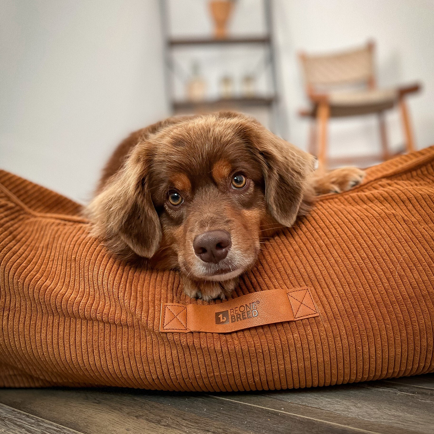 Supplementry cloud dog bed cover, pecan
