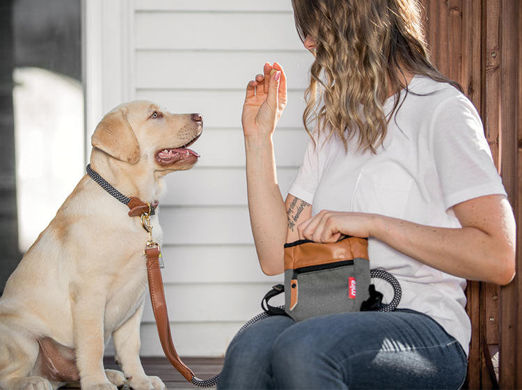 Leash treat pouch hotsell