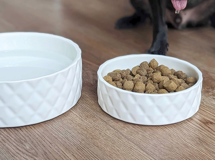 Ceramic bowl for pet, white
