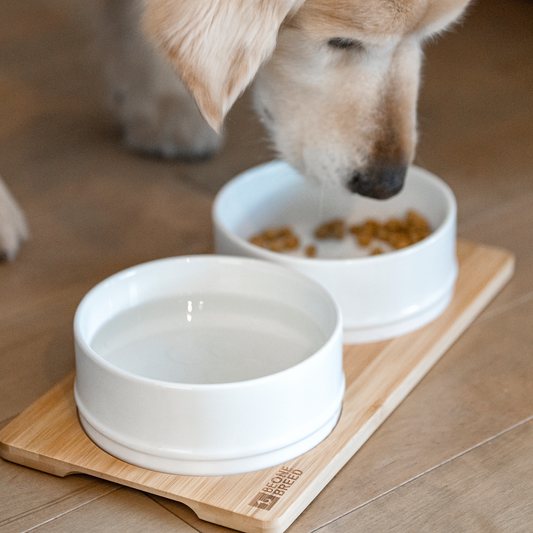 Dog food bowl price online